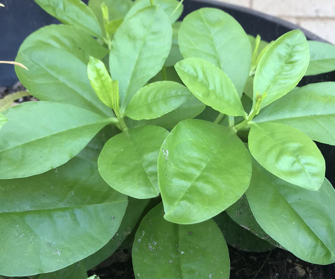 Jewels of Opar Live Plants - Talinum Ginseng Sam Dat - 4 Bare Root Asian Herbs for Garden or Home