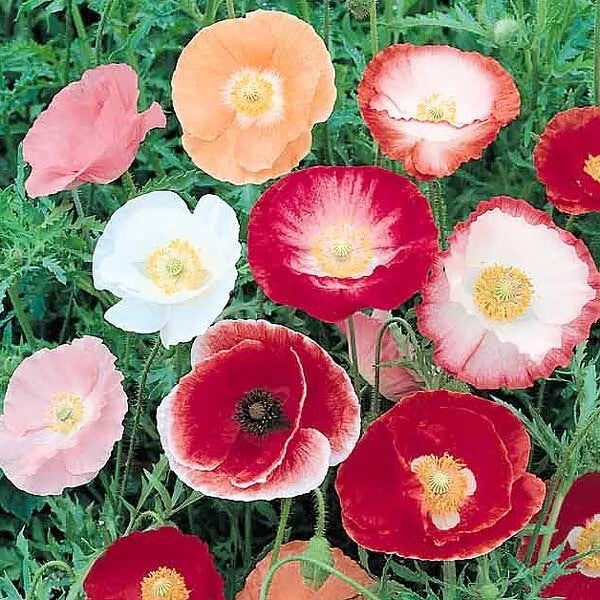 Shirley Single Mix Poppy Seeds - 200+ Heirloom Non-GMO Seeds - Papaver rhoeas - USA Grown, Free Shipping