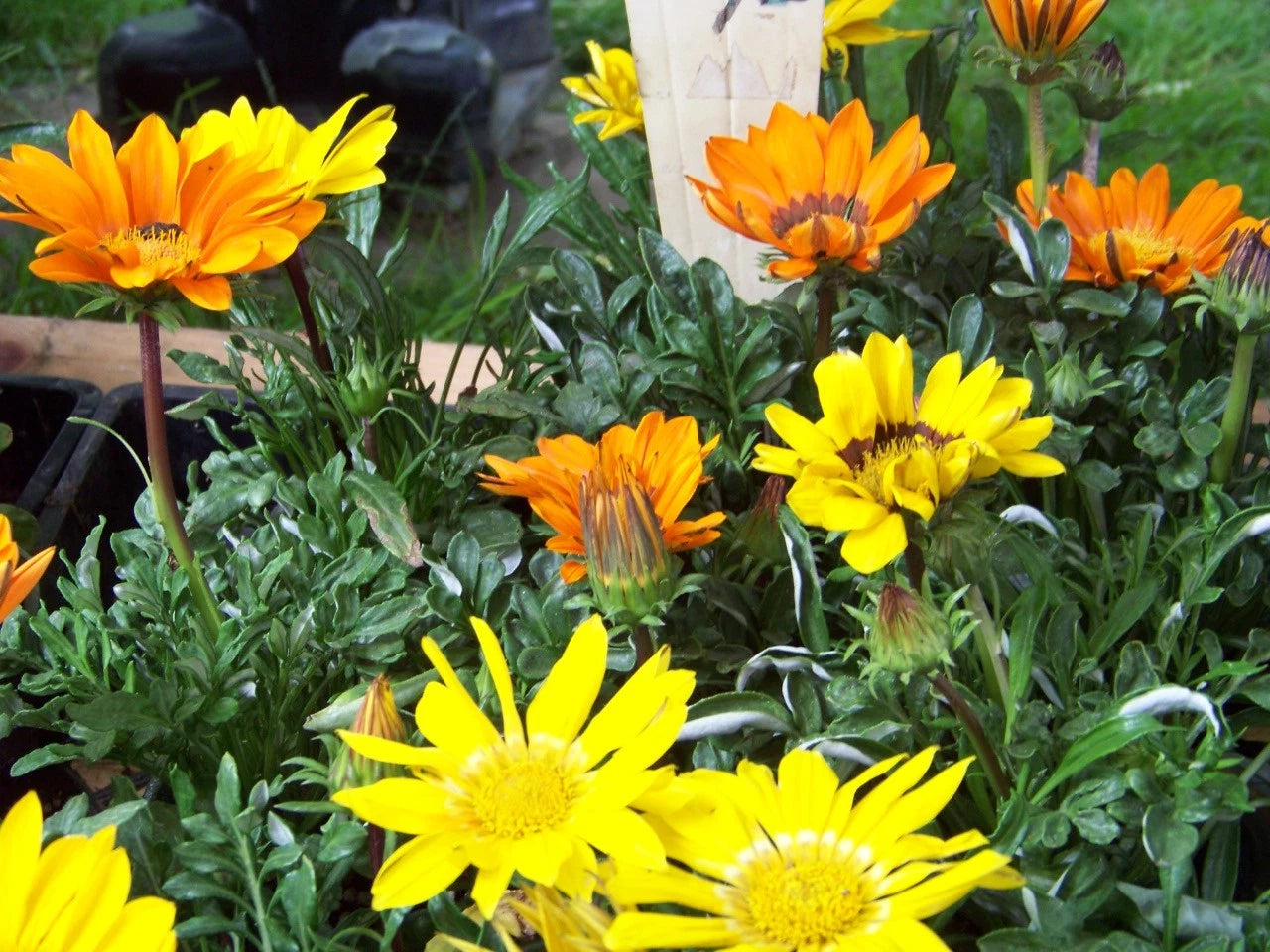 40 Seeds Gazania Sunshine Mix Perennial Flowers - Vibrant Colorful Blooms - GroCo