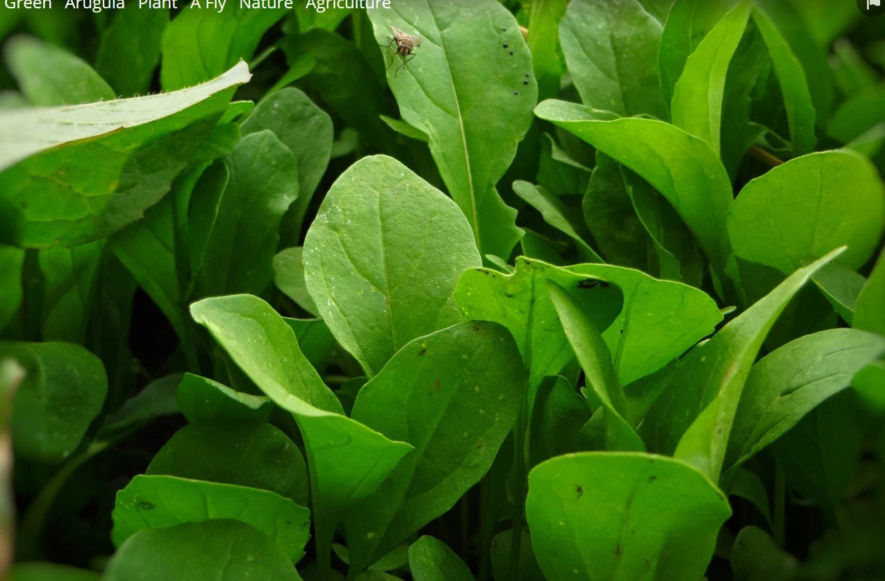 Arugula Seeds - 2000 Non-GMO Eruca sativa, Rocket, Rocket Salad, Garden Rocket - Ideal for Home Gardening