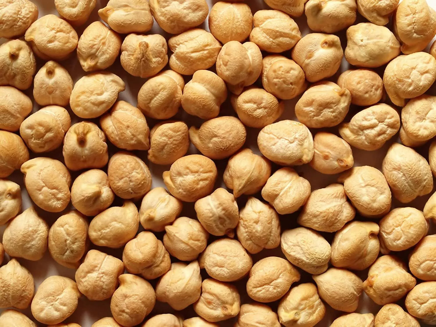 Garbanzo Bean Seeds - 200 Count for Growing Chickpeas - Cicer arietinum - Organic Heirloom Variety