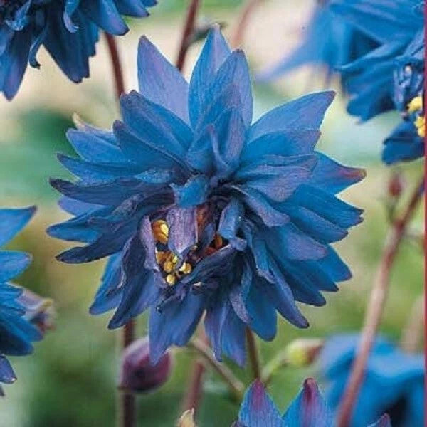 50 Barlow Blue Columbine Seeds | Perennial Flower Seeds | Aquilegia caerulea | US Seller