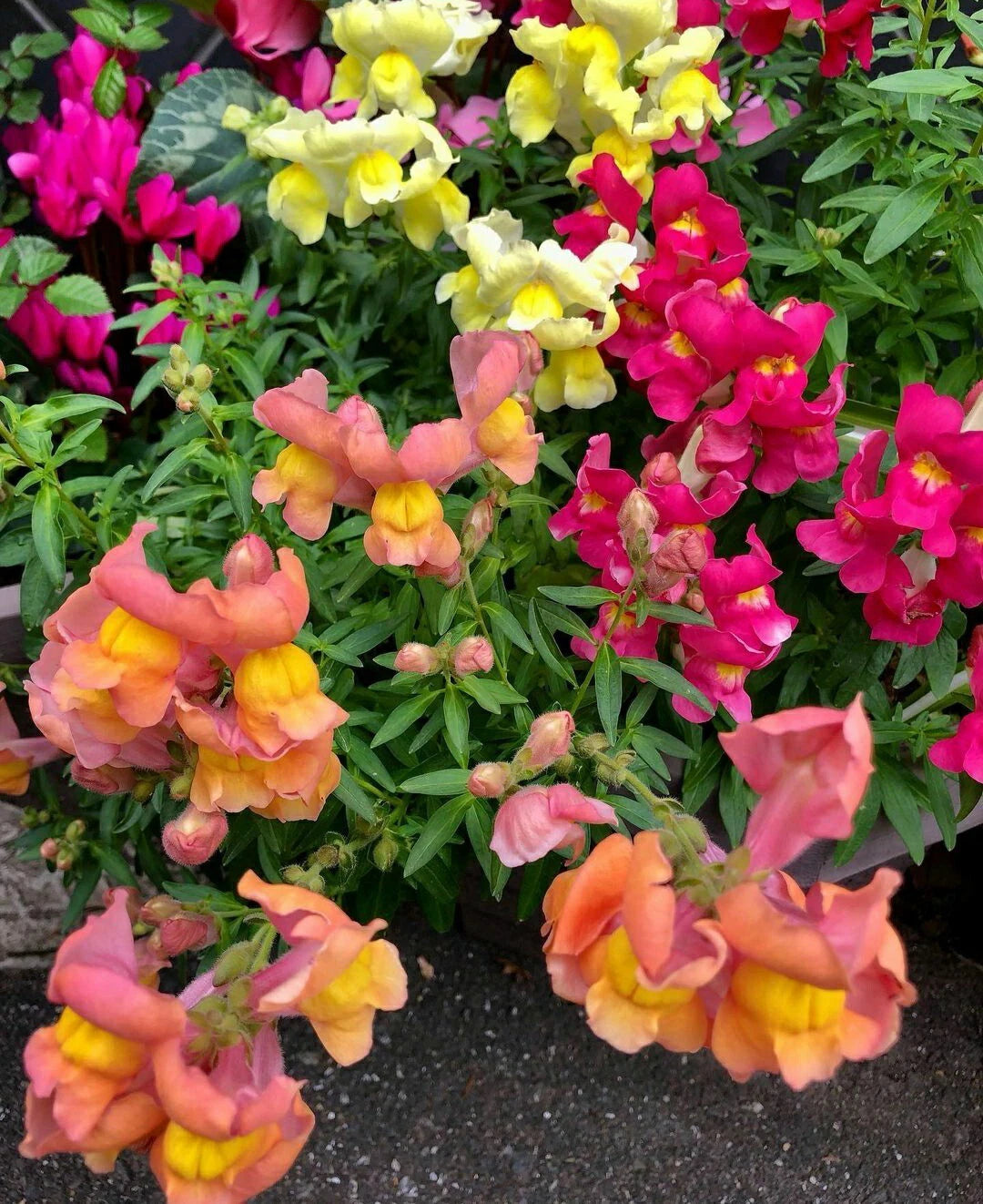 Snapdragon Seeds - Magic Carpet Mix - 200 Seeds - Antirrhinum majus