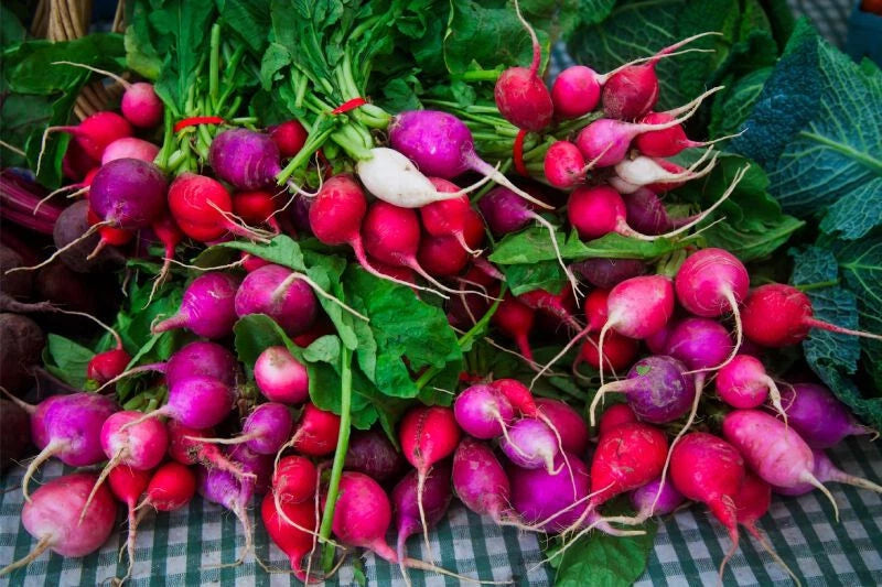 Easter Egg Radish Seeds - 500+ Count - Garden Planting - Raphanus sativus - USA Grown - Free Shipping