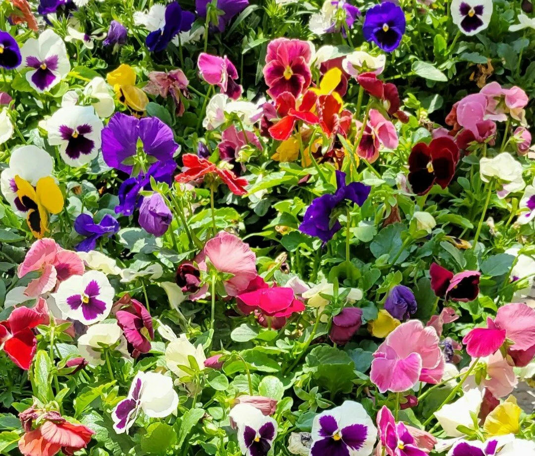 Pansy Flower Seed Mix 50-Pack - Colorful Annual Blooms - Viola tricolor