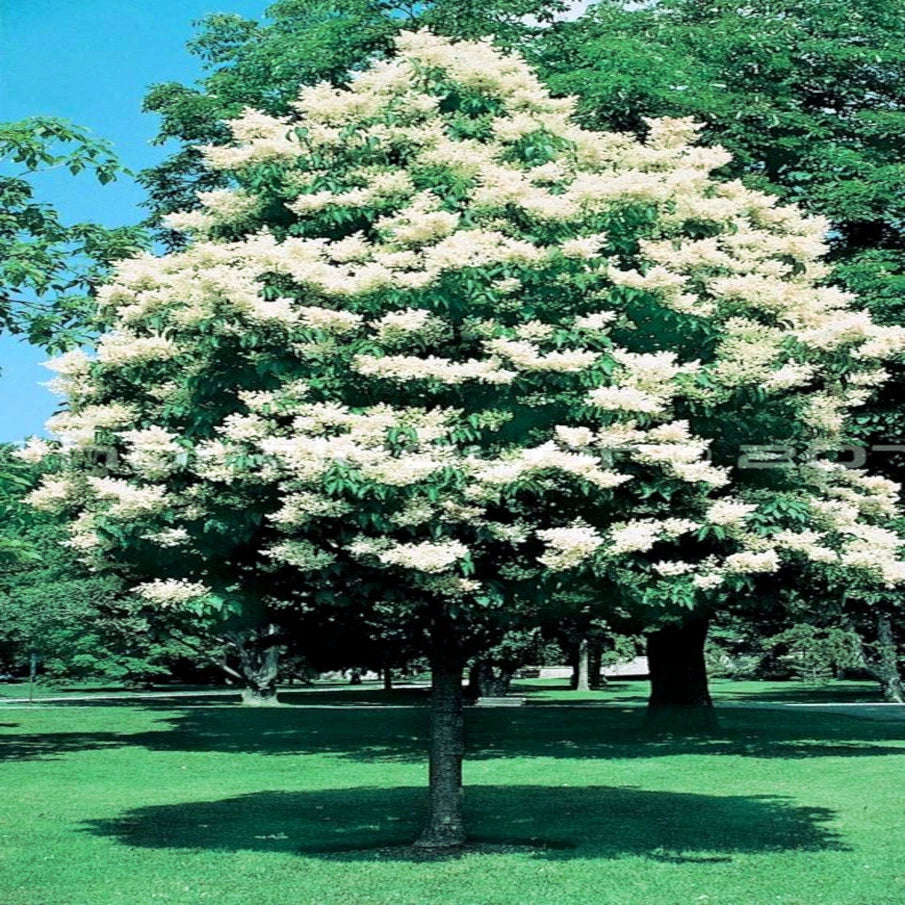 Japanese White Lilac Tree Seeds - Cold Hardy Flowering Plant for Butterflies & Hummingbirds - Syringa reticulata