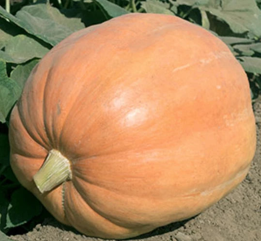 Mammoth Gold Giant Pumpkin Seeds - Heirloom Organic Non-GMO - 10 Pack - 40-60 lbs (Cucurbita maxima)