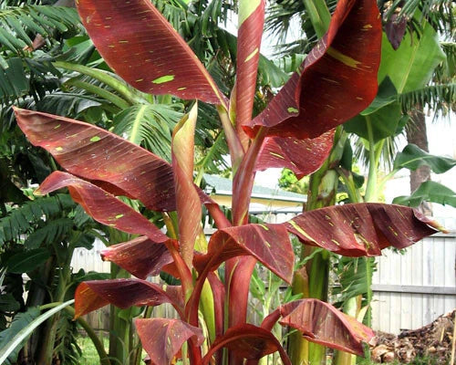 Variegated Ornamental Banana Starter Plant - Siam Ruby - Rare & Hard to Find - Musa acuminata var. siam ruby