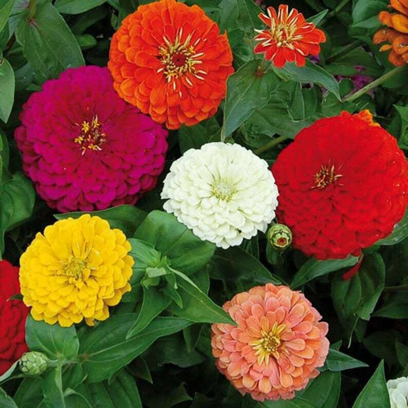 California Giant Mix Zinnia Seeds - 100+ Fresh Flower Seeds - Vibrant Color Varieties - Zinnia elegans