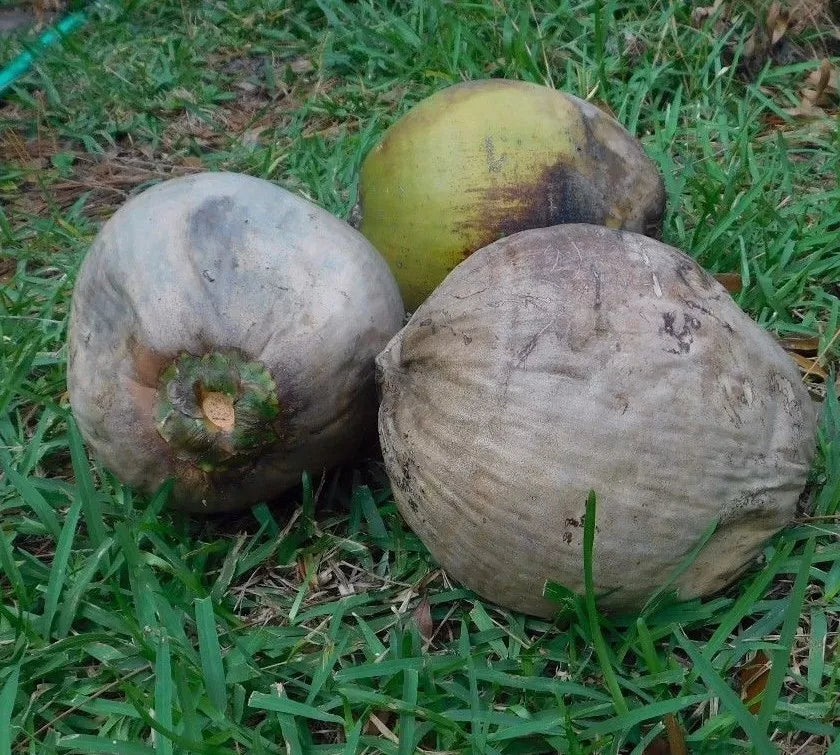 coconut palm tree seeds Coconut Palm Tree Seeds