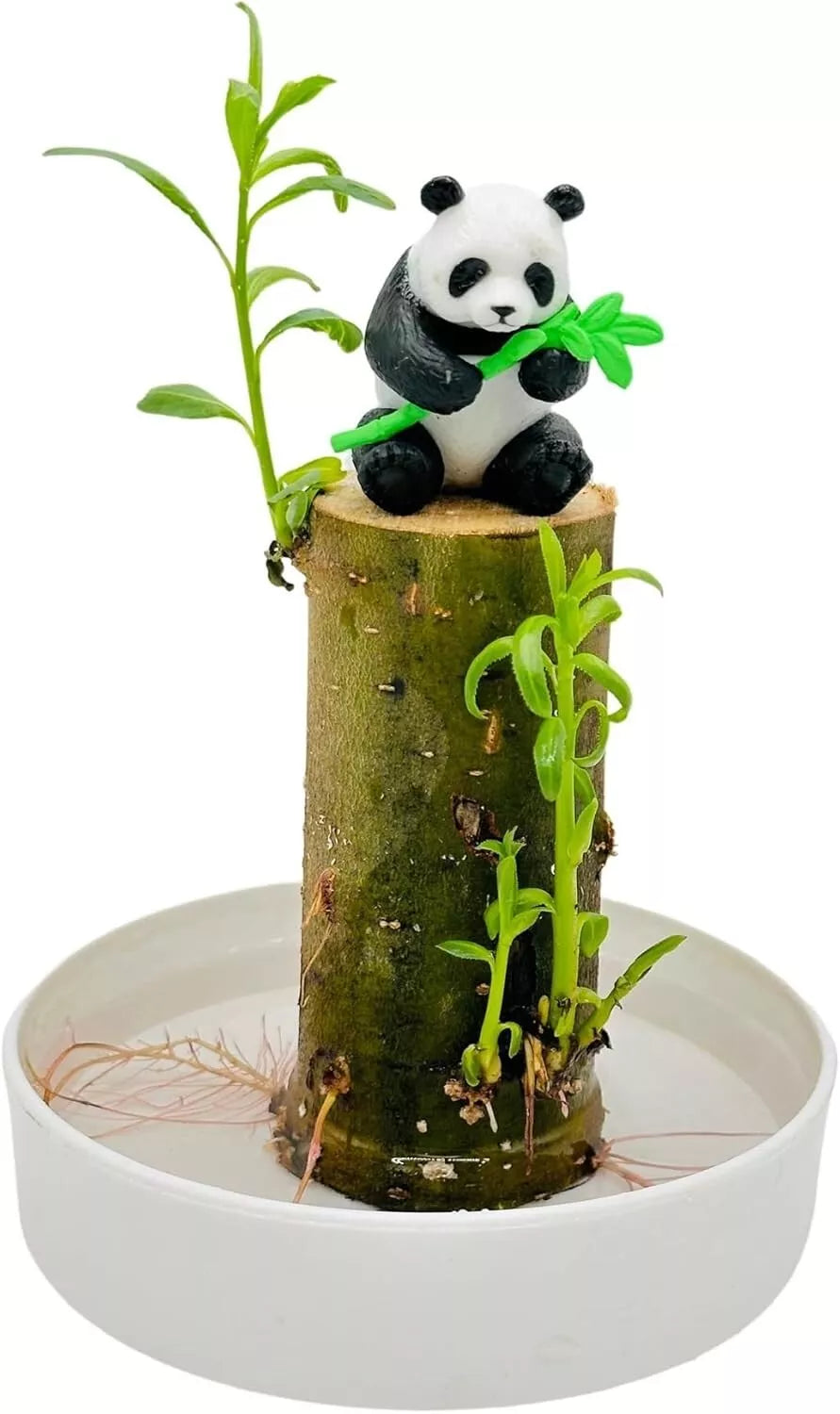 lucky bamboo office desk Lucky Bamboo Desk Planter with Panda - Thick Trunk Brazil Willow