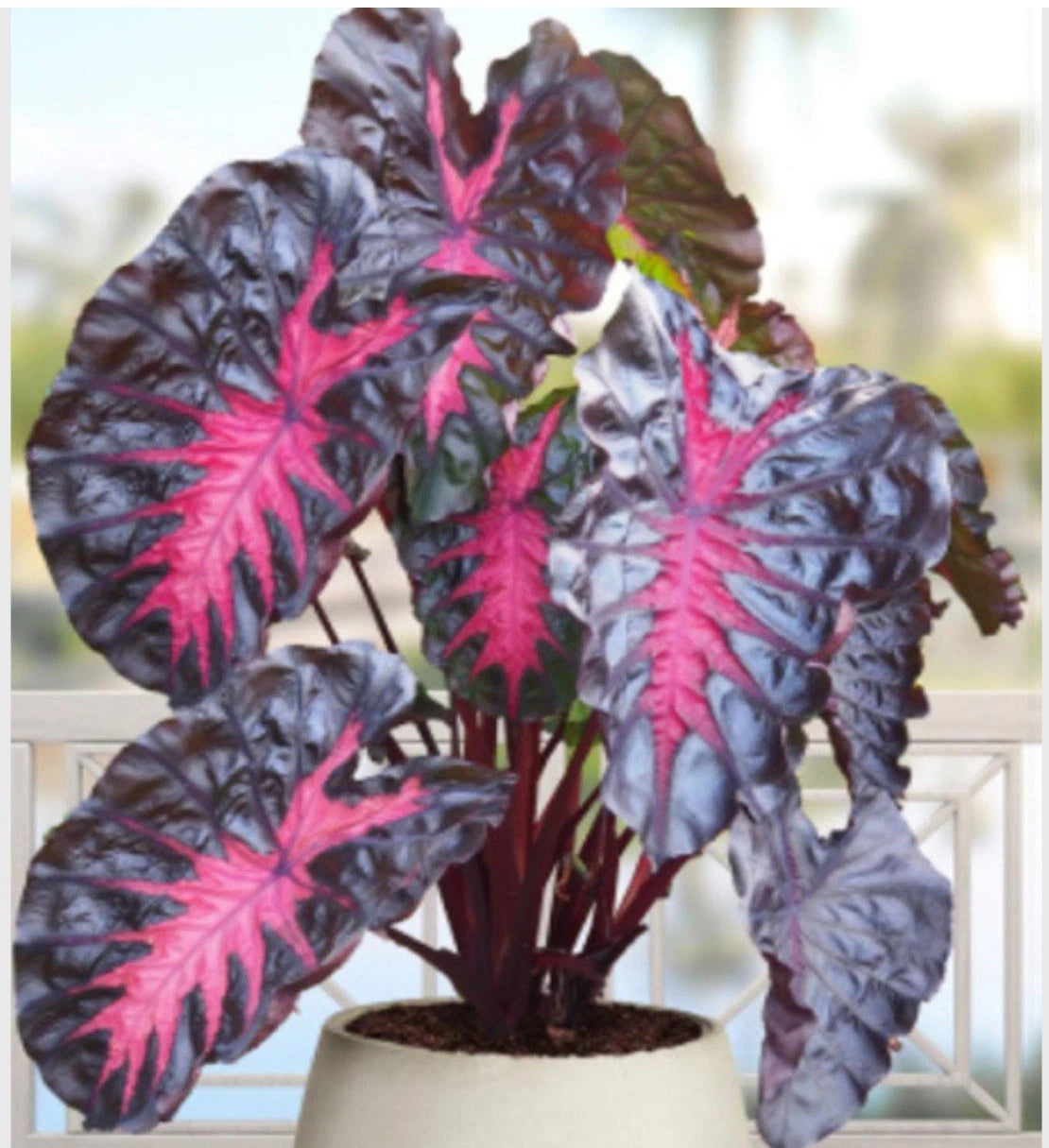 colocasia indoor plant Colocasia esculenta Elephant Ear Plant - Small Rooted Starter - Tropical Houseplant