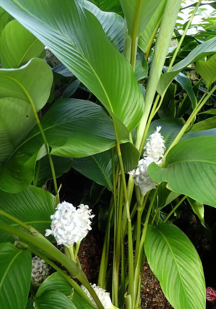 25+ Ice Blue Calathea Seeds for Planting - Tropical Indoor/Outdoor Garden - Calathea 'Dottie' - USA