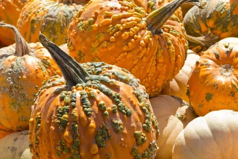 Knucklhead Pumpkin Seeds - Organic 10 Pack - USA Grown - Cucurbita pepo