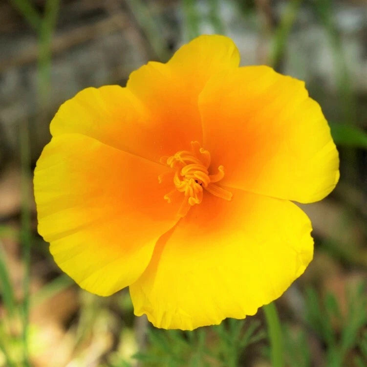California Poppy Seeds | Yellow Gold Perennial Flower Seeds | Eschscholzia californica | 2025 Harvest