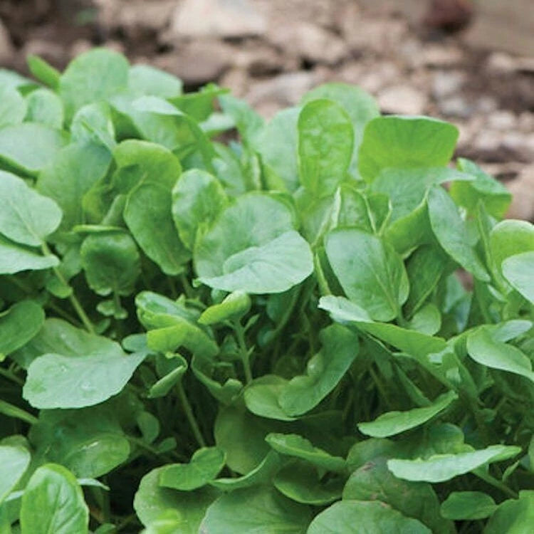 Heirloom Upland Cress Seeds - Non-GMO Creasy Greens - Fast Shipping with Tracking - (Barbarea verna)