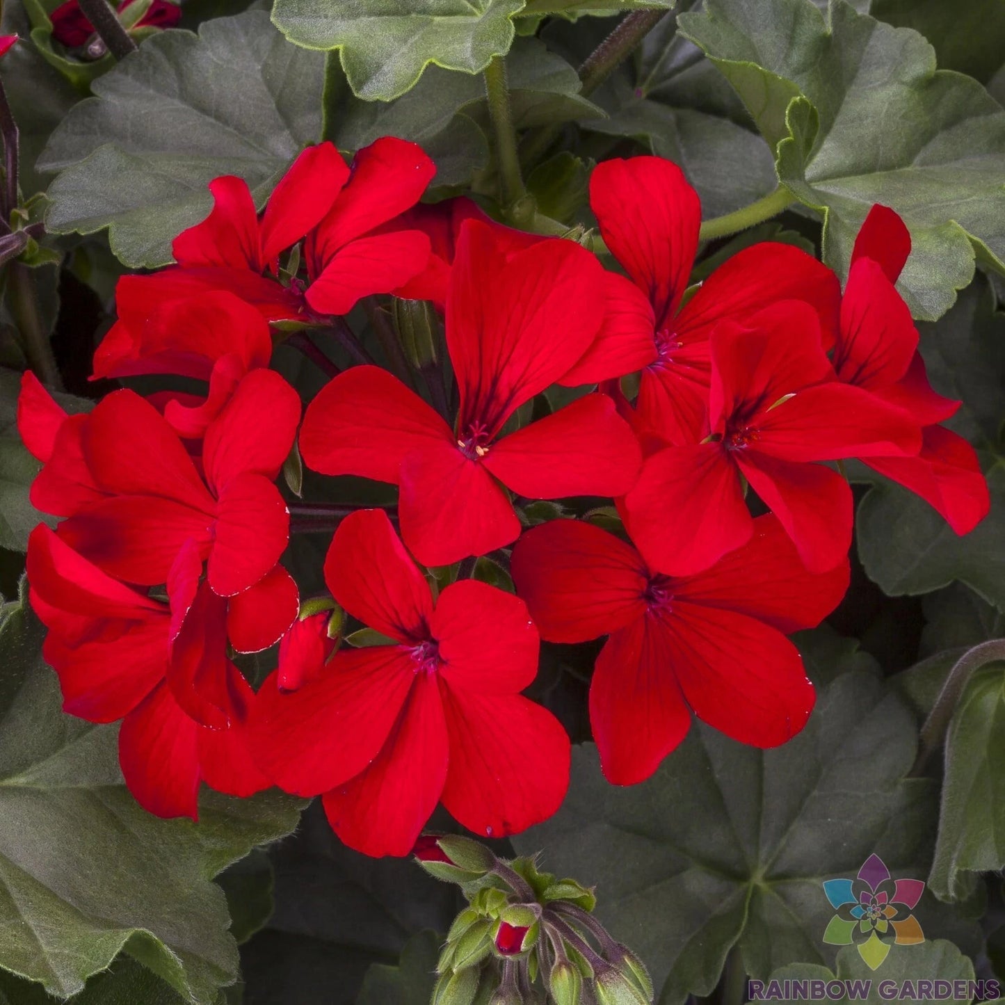 Caliente Deep Red Geranium Seeds - 25+ Pack for Garden Planting - Pelargonium x hortorum - USA