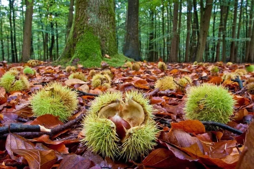 chestnut seeds for planting Colossal Chestnut Tree Seeds - Large Size - Grow Huge Chestnuts