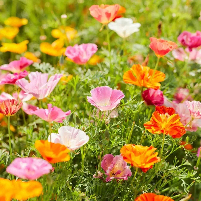 California Mission Bells Mix Poppy Seeds - 200+ Seeds for Garden - Papaver spp. - USA Grown - Free Shipping
