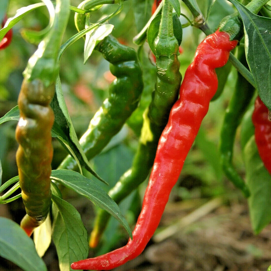 CAYENNE Pepper Seeds - Organic Hot Red Variety for Summer Garden - Easy to Grow (Capsicum annuum)
