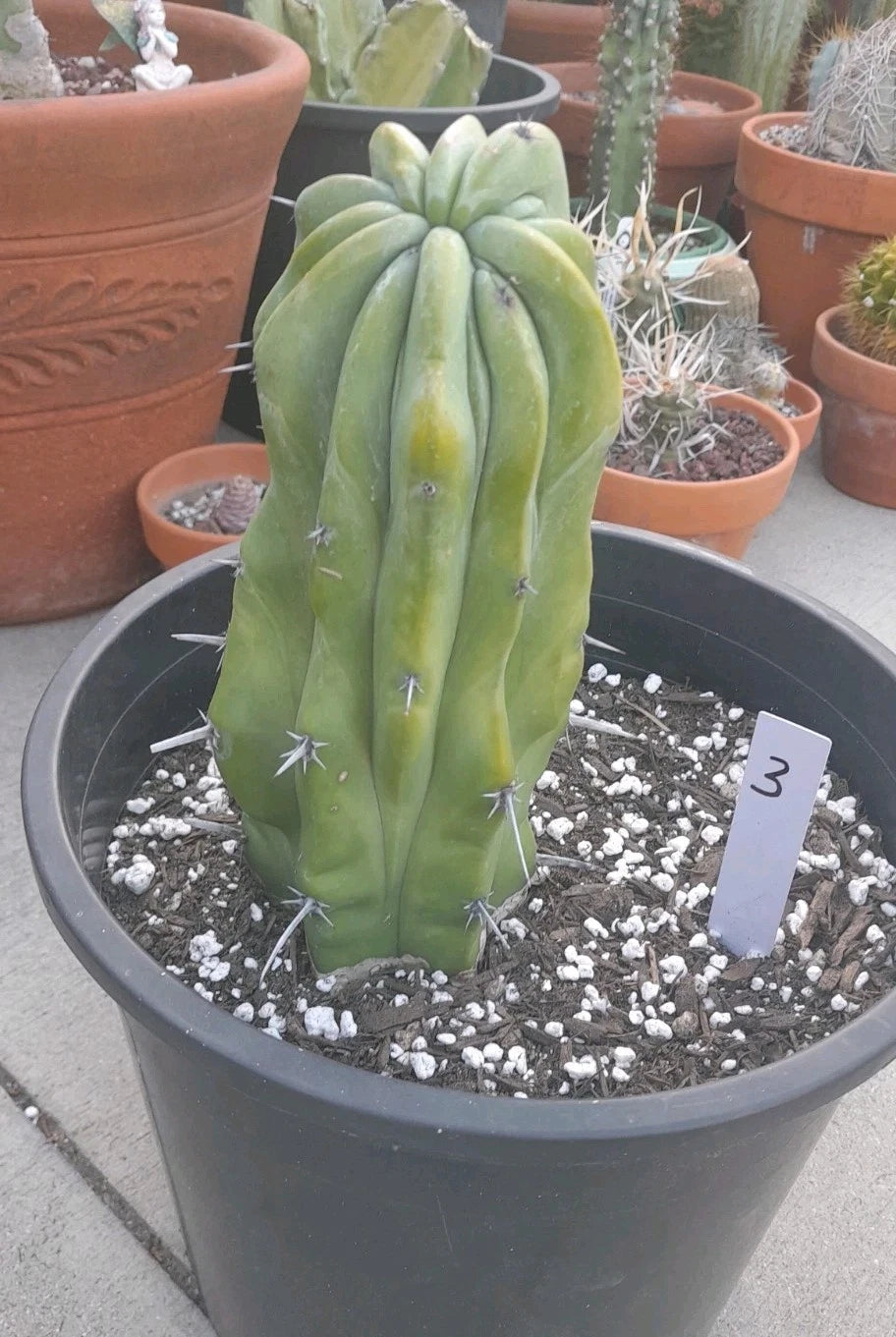 crested myrtillocactus geometrizans succulent Crested Cactus 8-9" Myrtillocactus Geometrizans Bare Root Unique Succulent  Plant – Jayme Garden