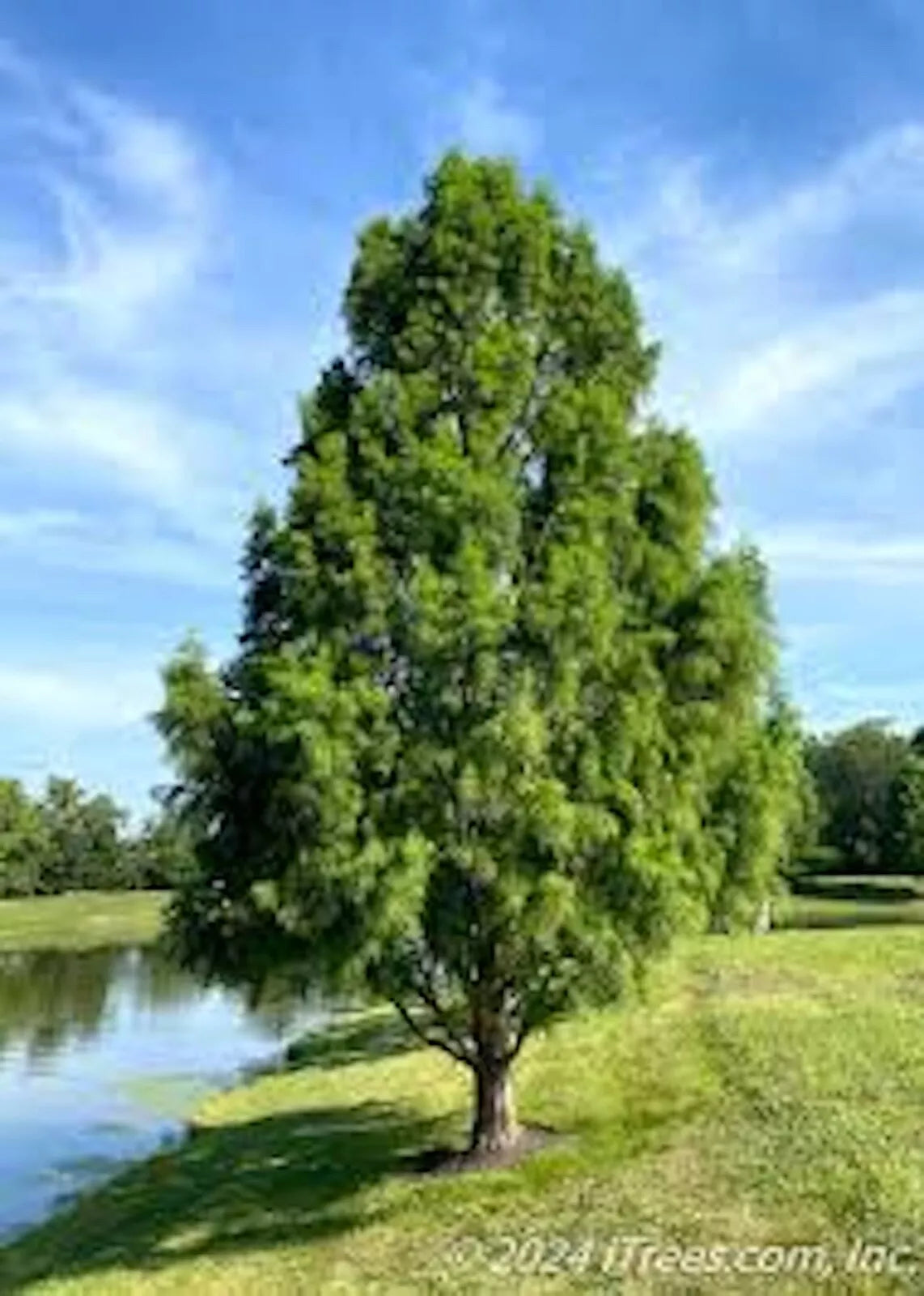 Bald Cypress Tree 12-24in Tall Taxodium distichum - Deciduous Conifer, Dormant Shipping, Southern U.S. Native
