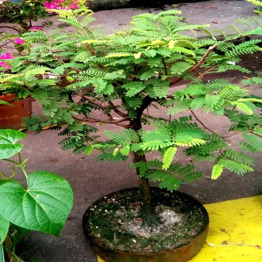 bonsai penny Twisty Mugo Pine