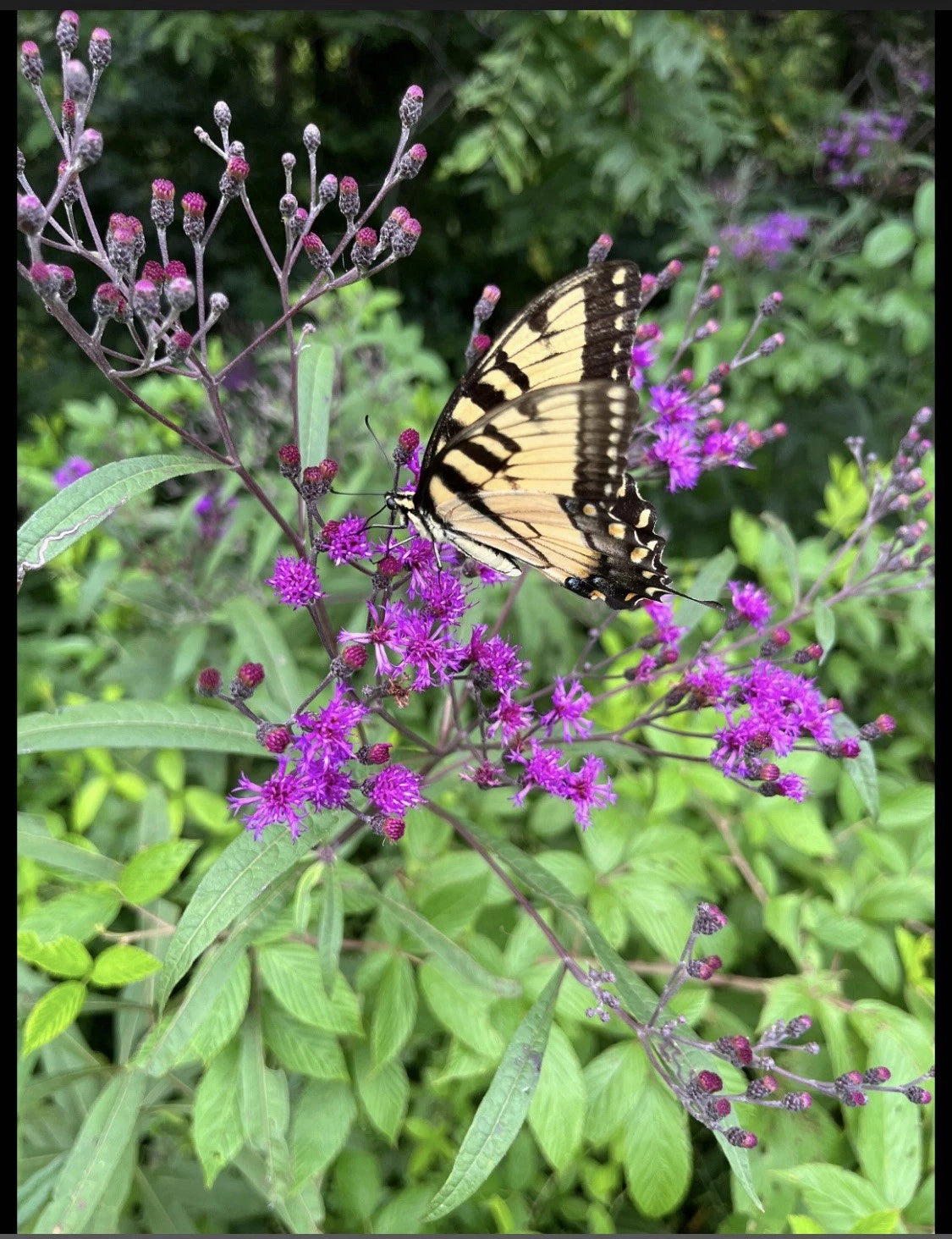 Joe Pye Weed Live Bare Root Flowering Plant, Eutrochium purpureum, 4 Pack, Purple Blooms, Perennial Garden Plant