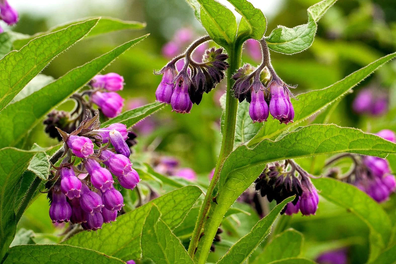 comfrey seeds for planting True Comfrey Seeds 30 Pack Non-GMO Heirloom Symphytum officinale Made – Jayme Garden