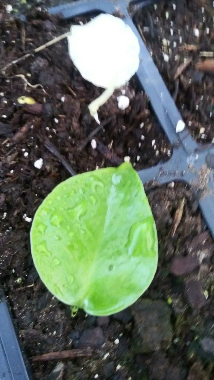 Monstera Deliciosa Seedlings - Green Variegated