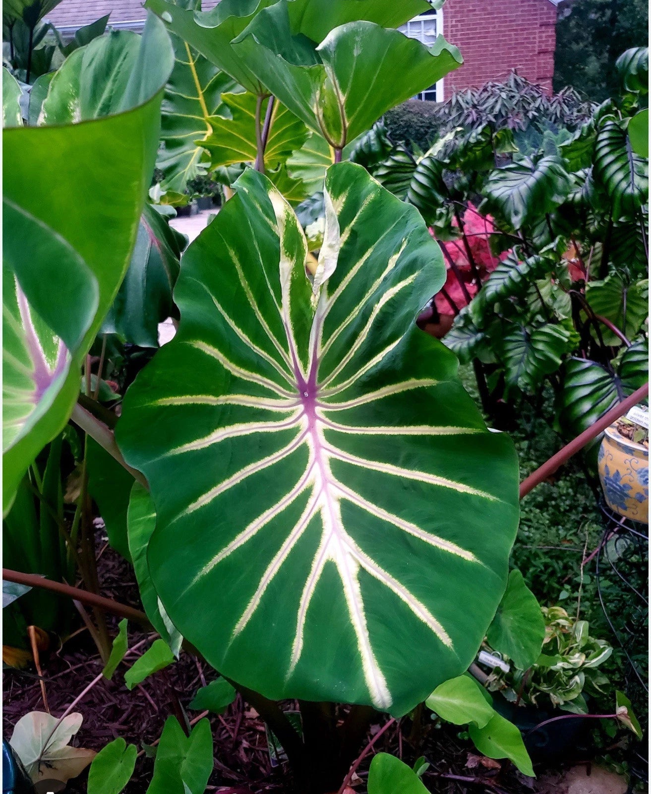 Colocasia esculenta Elephant Ear Plant - Small Rooted Starter - Pharaoh's  Dream