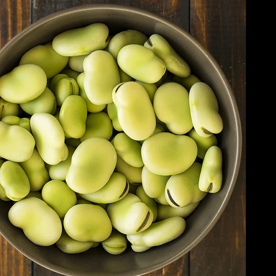 Aquadulce Fava Bean Seeds - Cold Tolerant Cover Crop for 2025 Planting - Vicia faba