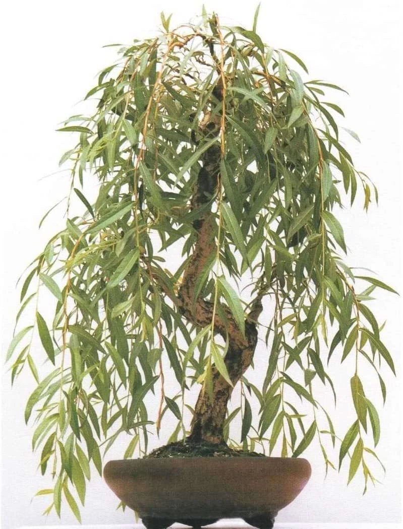 weeping tree bonsai Weeping Willow Bonsai Tree Cutting
