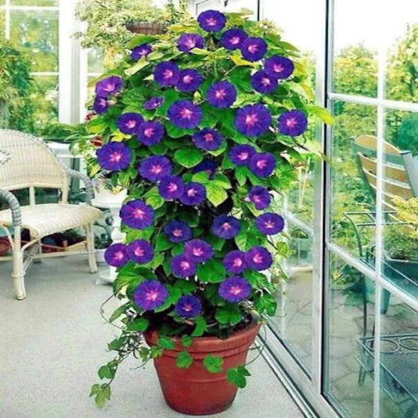 Purple Morning Glory Flower Vine Seeds - 20 Count (Ipomoea purpurea)
