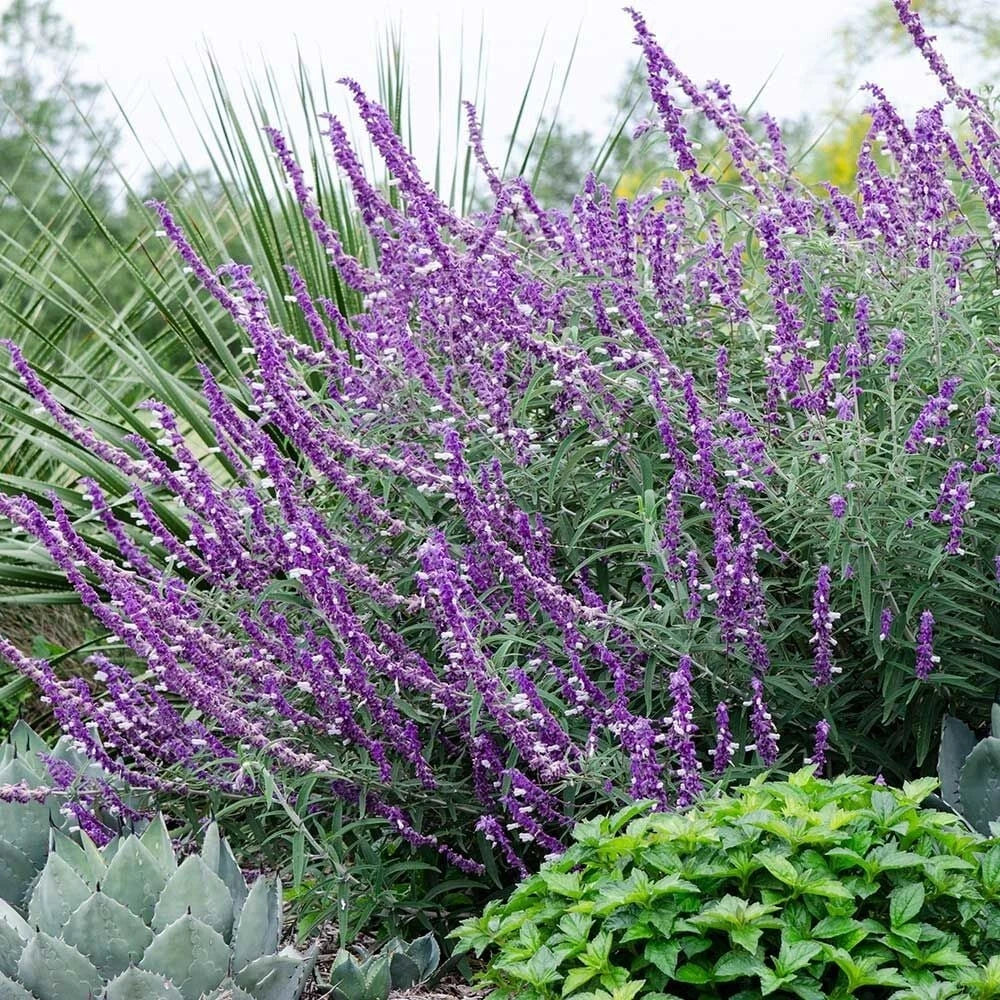 50 Leucantha Salvia Seeds | Perennial Flower Seeds | Hummingbird Attracting | Salvia leucantha