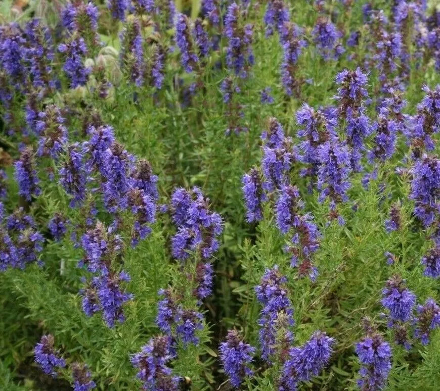 Hyssop Seeds 500+ Perennial Flower Seeds Hyssopus officinalis Garden Plant