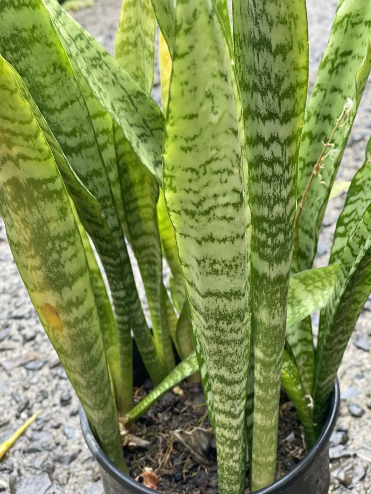 hawaiian snake plant Sansevieria Starter Leaf Cuttings - Hawaii Grown Organic Snake Plant (3 Pack)