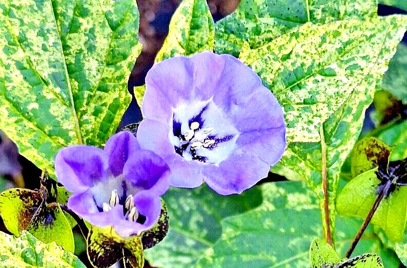 shoo fly plant seeds Nicandra Splash of Cream Seeds - 100 Count