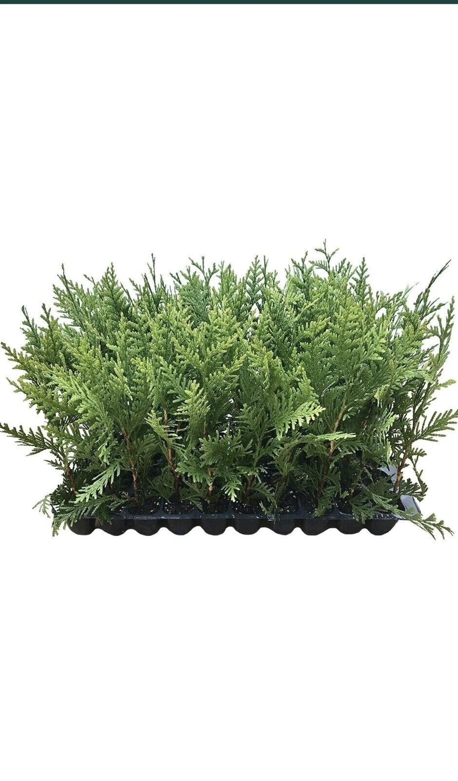 5 Green Giant Arborvitae Trees - Thuja Plicata - Evergreen Privacy Shrubs - Fast Growing, Wind Screen, Pest Resistant