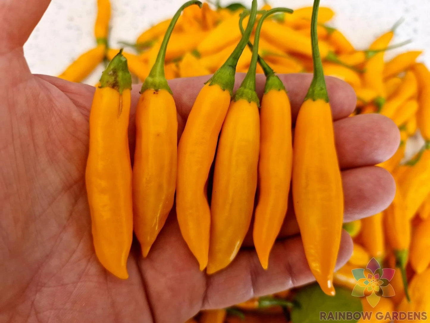 Aji Cito Hot Pepper Seeds - 25+ Pack for Garden Planting - Capsicum baccatum - USA Grown