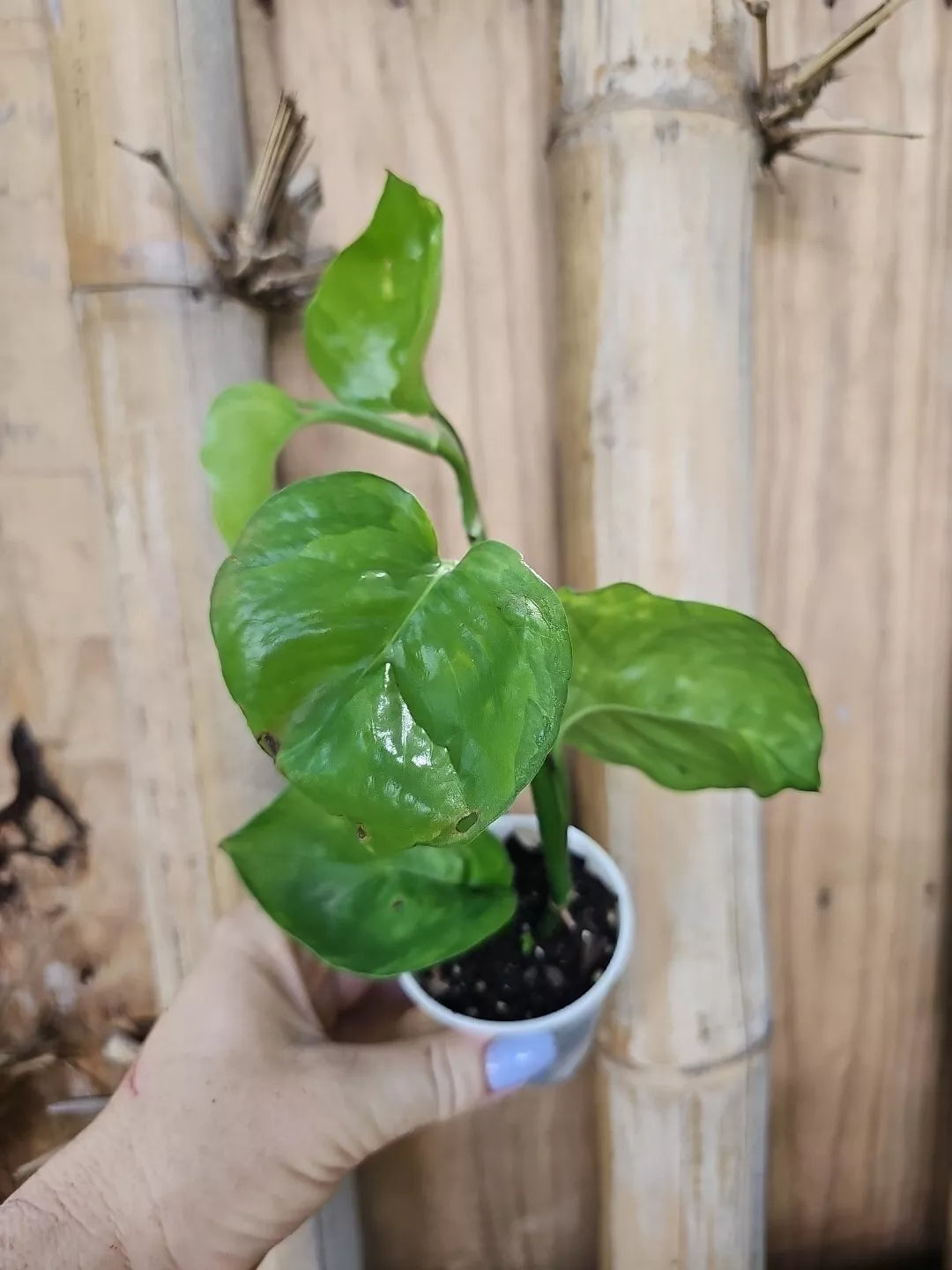 manjula pothos Rare Reverted 2 Color Manjula Pothos Plant, Fully Rooted 2.5" Pot, Epi – Jayme Garden