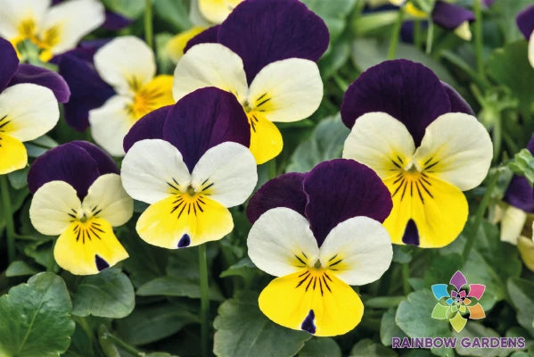 200+ Pansy Seeds, Admire Lemon Purple Wing, Viola