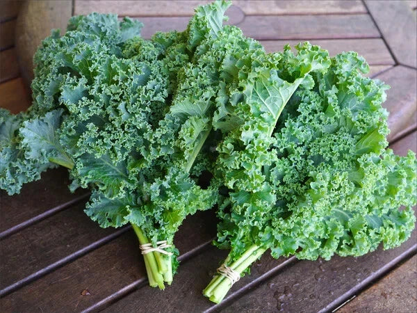 Kale Seeds - 15 Pack - Non-GMO Vegetable Seeds - Brassica oleracea - Free USA Shipping