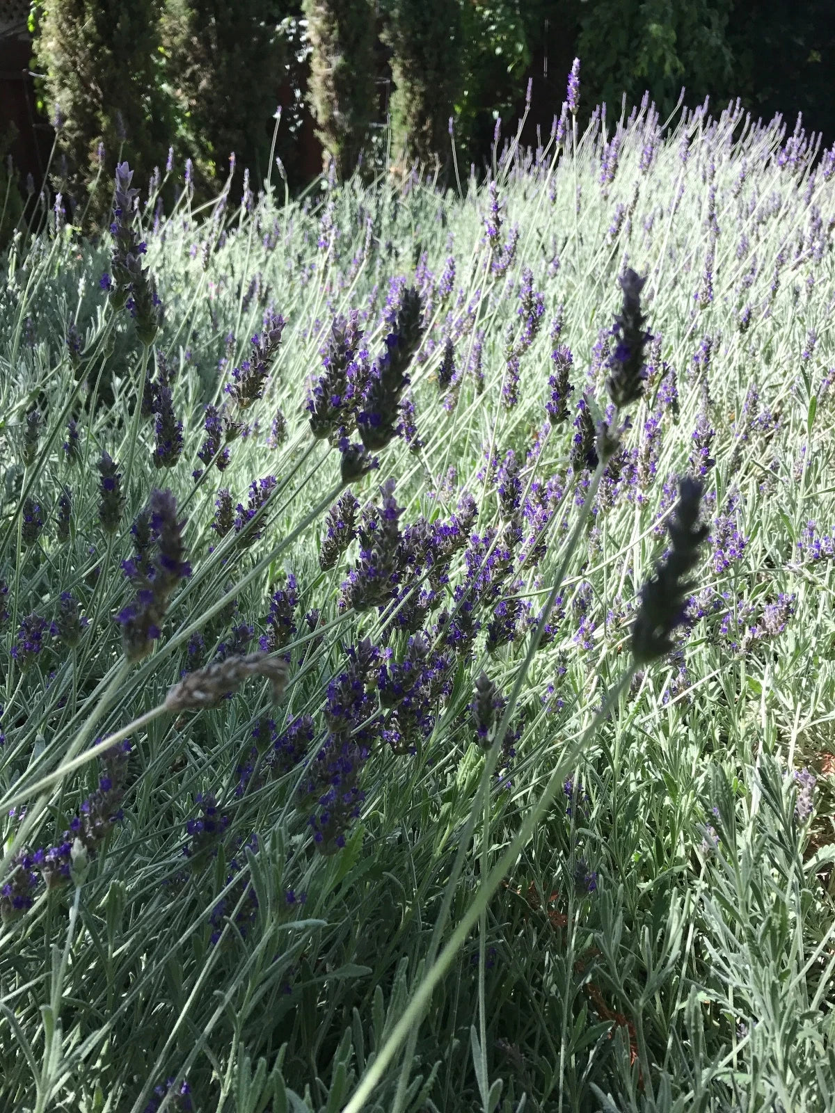 organic lavender plants near me Organic Live Lavender Cuttings - California USA - Fresh Cuttings