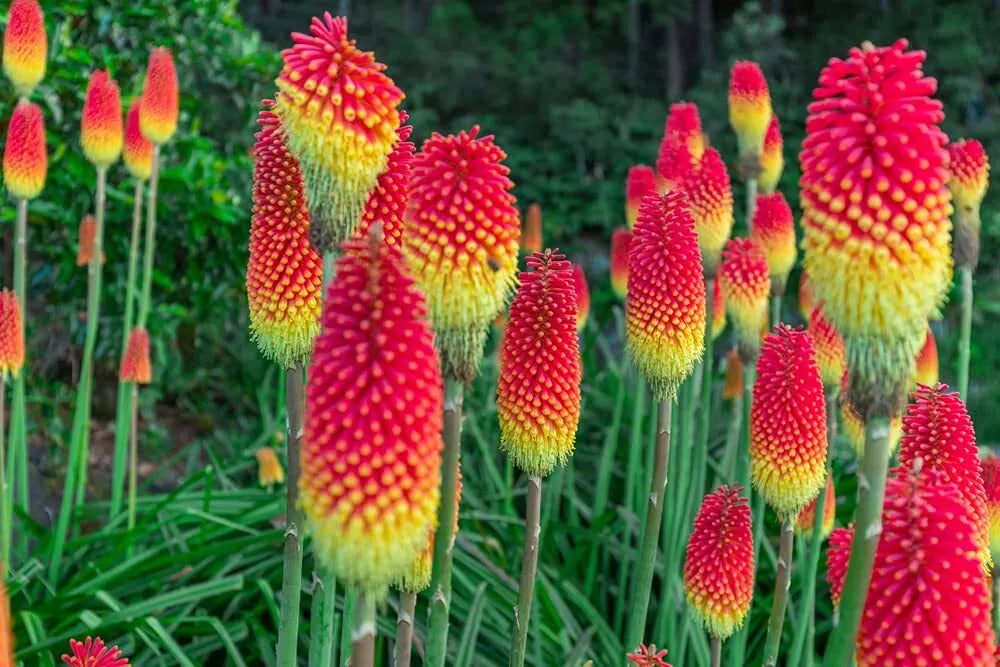red hot poker plant seeds Red Hot Poker Flower Seeds - 100+ Seeds - Vibrant Red Blooms