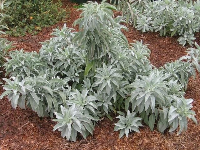 White Sage Seeds - 100 Count - Indoor/Outdoor Herb - Salvia apiana - Grow Your Own Sage