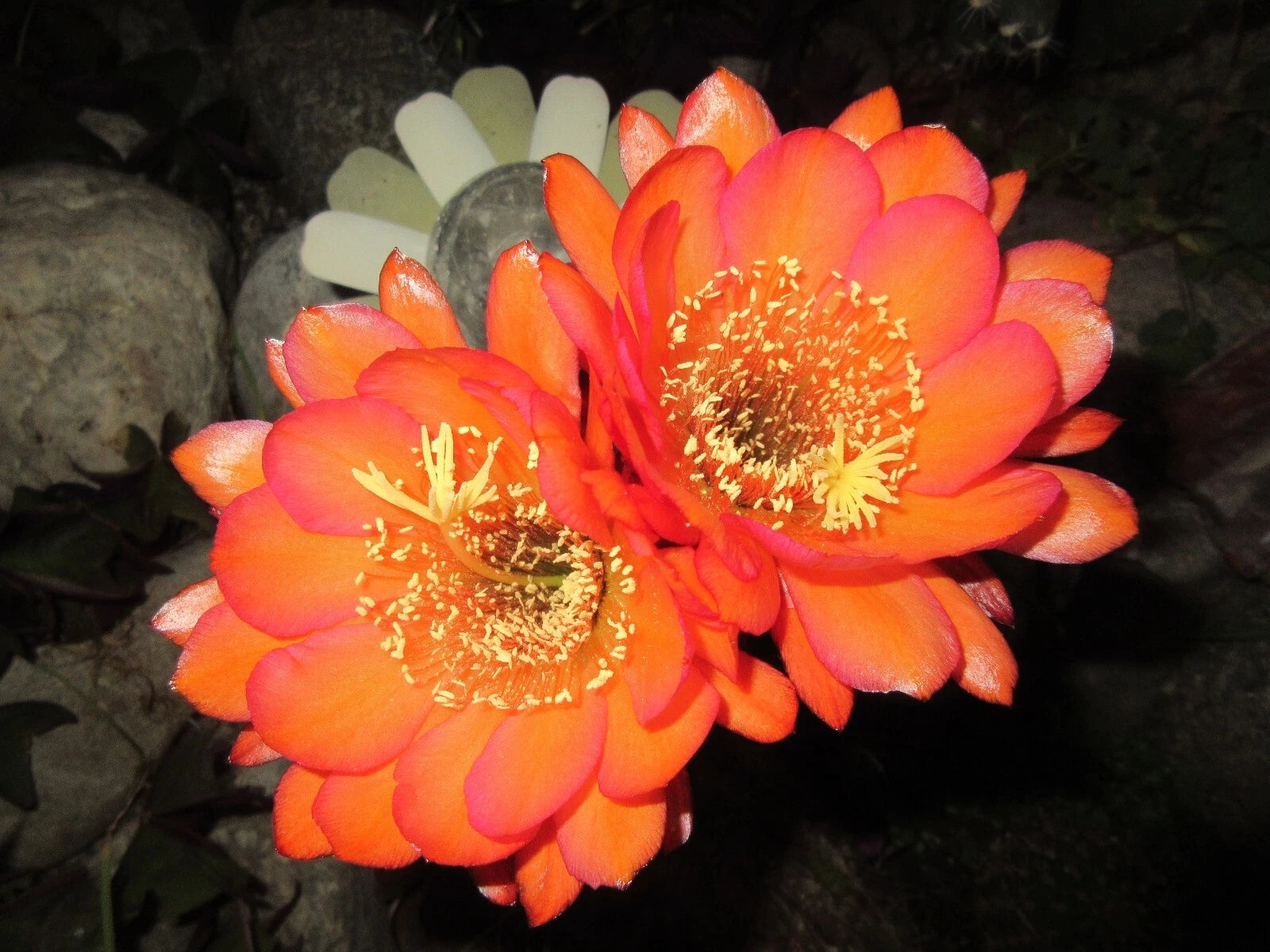 succulent sunset Echinopsis 'Acapulco Sunset' Cactus Cutting