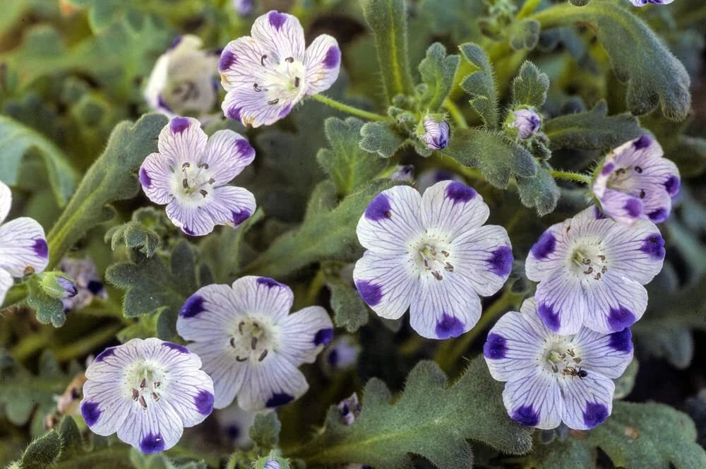 Five Spot Flower Seeds 500 Seeds Blue and White Nemophila Maculata for Planting
