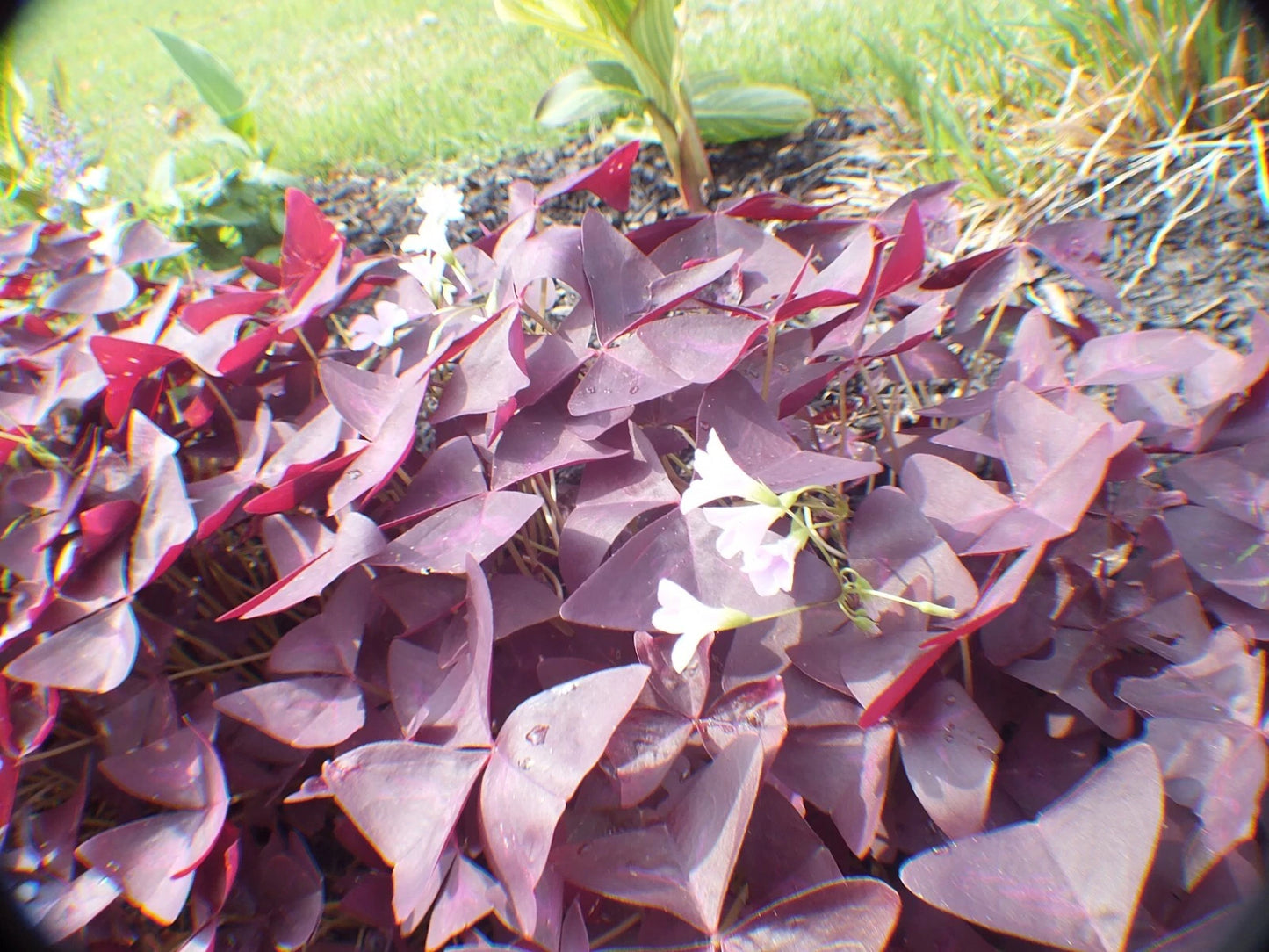 Butterfly Plant Roots/Rhizomes - Hardy Purple Flowers and Leaves - 25 Perennial Roots (Asclepias tuberosa)