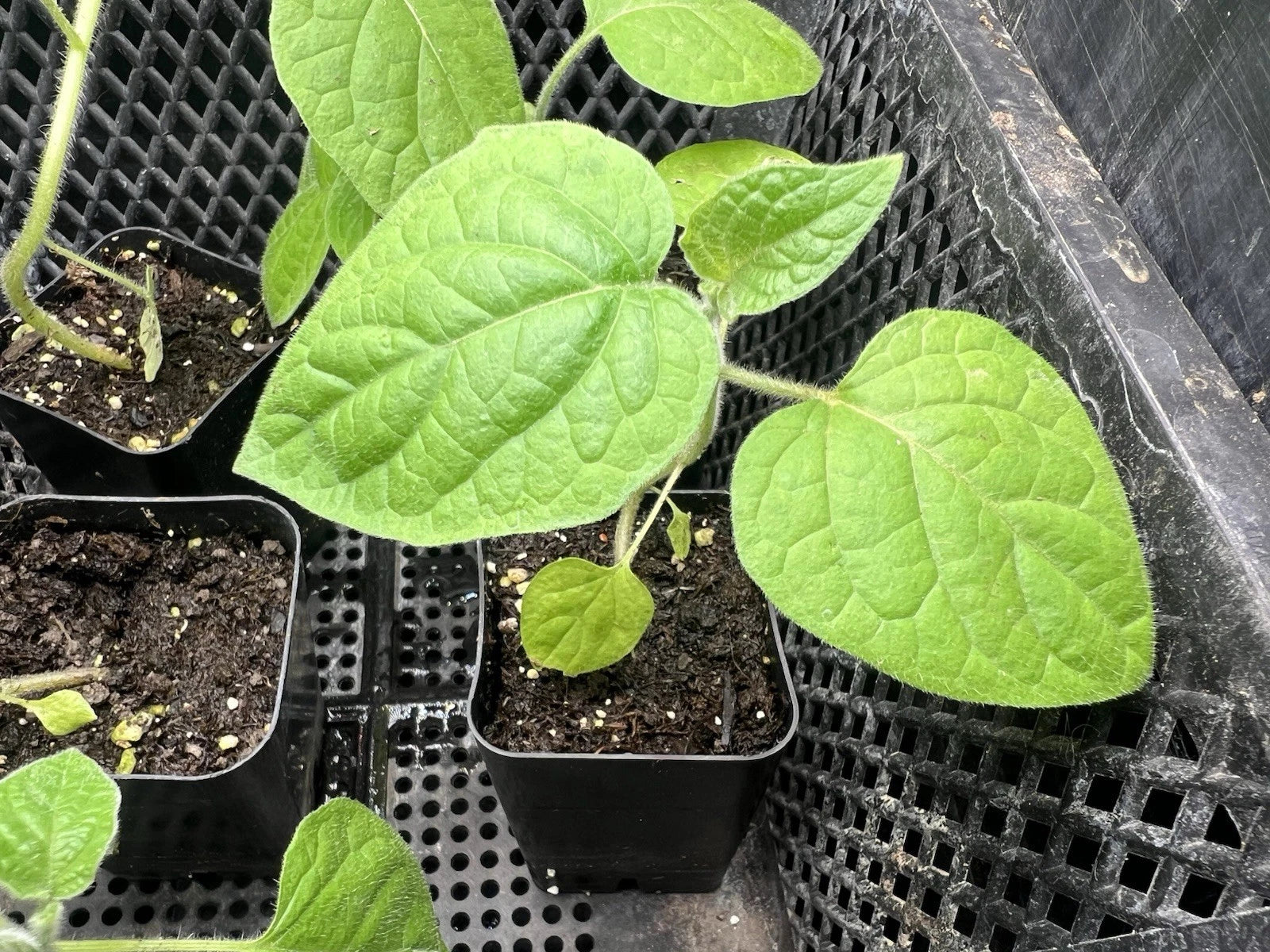 Golden Berry Live Plant - Physalis Peruviana